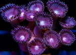 Junebug Zoas Zoanthids-MyReefToYours-Live Coral Frags