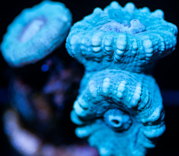 Candy Cane Coral LPS-MyReefToYours-Live Coral Frags