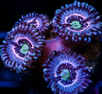 Pink Lotus Palys Zoanthids-MyReefToYours-Live Coral Frags