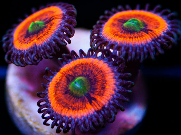 Electric Gobstopper Palys Zoanthids-MyReefToYours-Live Coral Frags