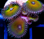 Sunkist Palys Zoathids-MyReefToYours-Live Coral Frags