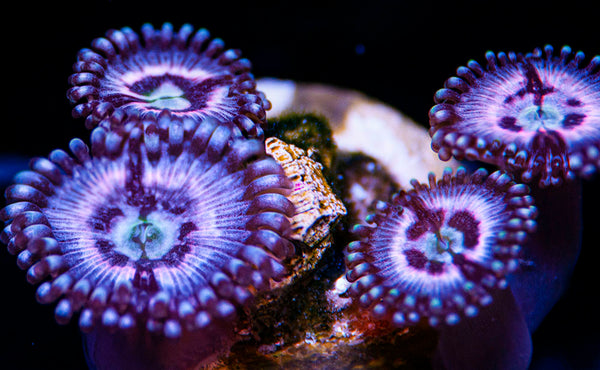 Pink Lotus Palys Zoanthids-MyReefToYours-Live Coral Frags