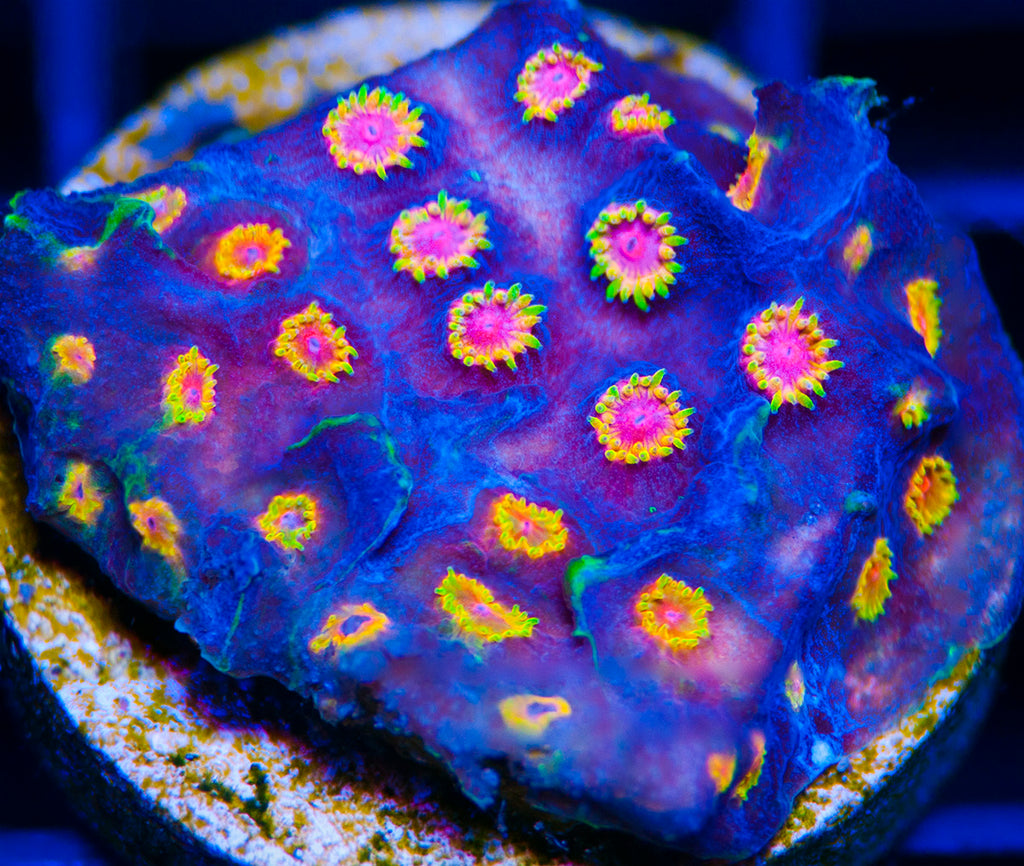 How to Acclimate Coral Frags