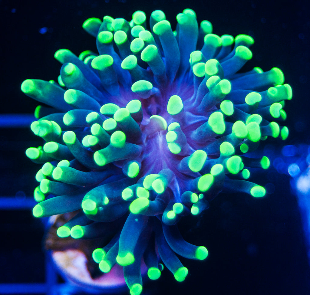 Choosing Coral for your Reef Aquarium