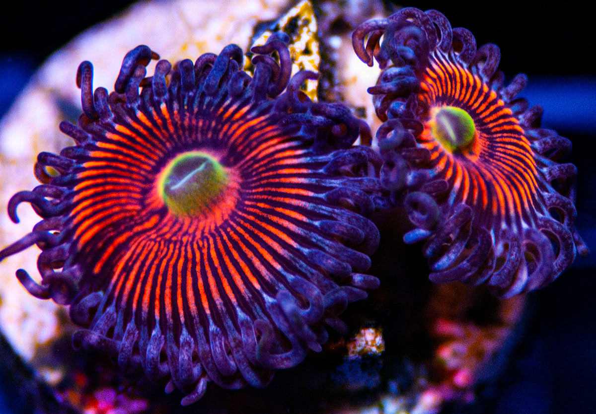 Midnight Stripper Zoas Zoanthids – Buy Coral Online