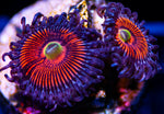 Midnight Stripper Zoas Zoanthids-MyReefToYours-Live Coral Frags