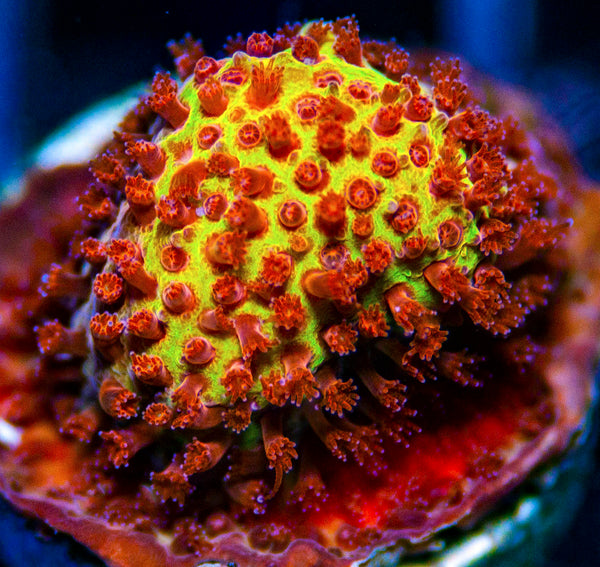 Burning Banana Stylo SPS-MyReefToYours-Live Coral Frags