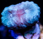 Seafoam Green Candy Cane Coral LPS-MyReefToYours-Live Coral Frags