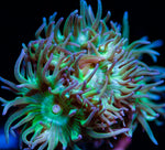 Duncan Coral LPS-MyReefToYours-Live Coral Frags