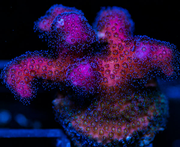 Rainbow Stylo SPS Acro-MyReefToYours-Live Coral Frags