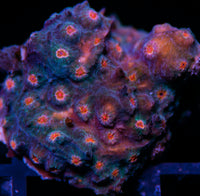 Cyphastrea LPS-MyReefToYours-Live Coral Frags