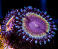 Midnight Vamp Zoas Zoanthids-MyReefToYours-Live Coral Frags