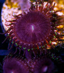 Aphrodite Palys Zoanthids-MyReefToYours-Live Coral Frags