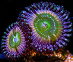 Pixi Gurl Palys Zoanthids-MyReefToYours-Live Coral Frags