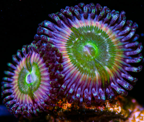 Pixi Gurl Palys Zoanthids-MyReefToYours-Live Coral Frags