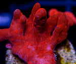 Red Setosa-MyReefToYours-Live Coral Frags
