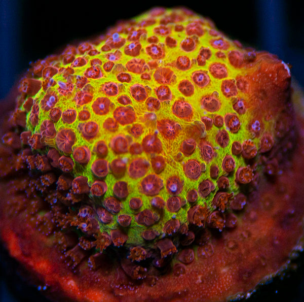 Burning Banana Stylo SPS-MyReefToYours-Live Coral Frags