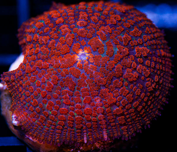 Red Dragon Mushroom-MyReefToYours-Live Coral Frags