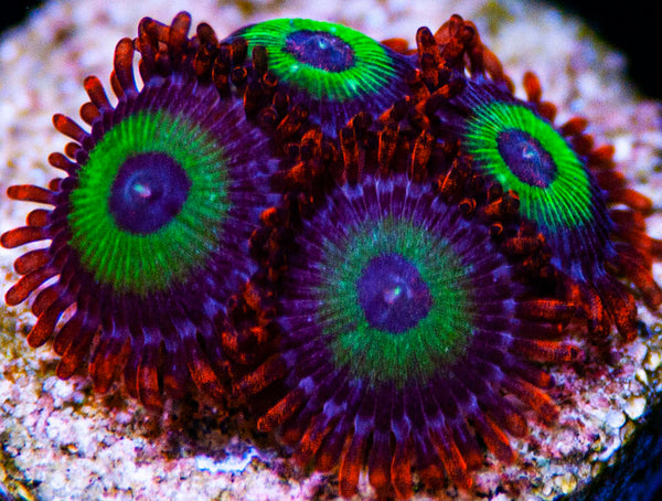 Emeralds on Fire Zoas Zoanthids-MyReefToYours-Live Coral Frags