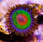 Rasta Zoas Zoanthids-MyReefToYours-Live Coral Frags