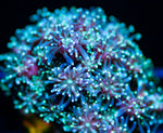 Galexea Coral LPS-MyReefToYours-Live Coral Frags