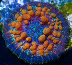 Sunkist Bounce Mushroom-MyReefToYours-Live Coral Frags