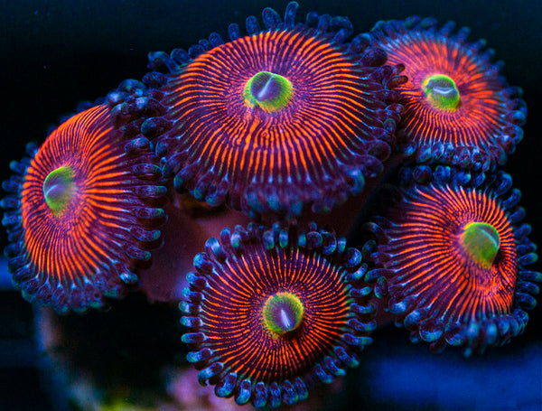 Midnight Stripper Palys Zoanthids-MyReefToYours-Live Coral Frags