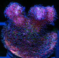 Rainbow Stylo SPS Acro-MyReefToYours-Live Coral Frags