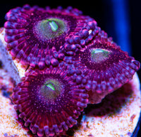 Playboy Bunny Zoas Zoanthids-MyReefToYours-Live Coral Frags
