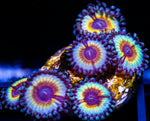 Solar Flare Palys Zoanthids-MyReefToYours-Live Coral Frags