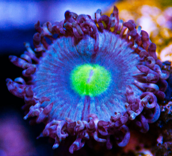 AOI Zoas Zoanthids-MyReefToYours-Live Coral Frags