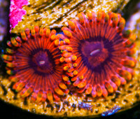 Hypotonic Palys Zoanthids-MyReefToYours-Live Coral Frags