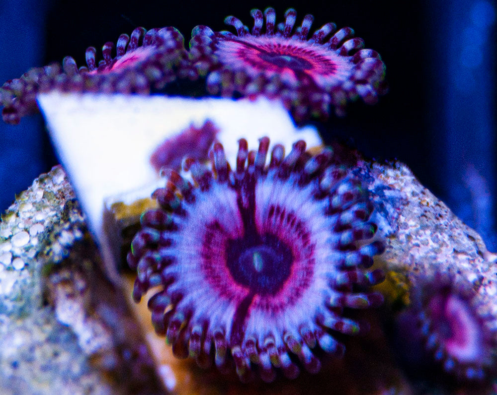 Very Berry Zoas Zoanthids – Buy Coral Online