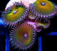 Sunkist Palys Zoathids-MyReefToYours-Live Coral Frags
