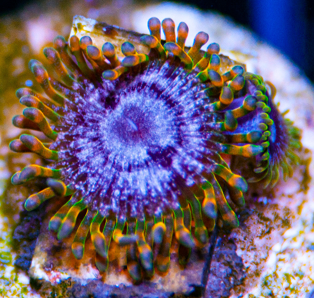 Acid Reflux Zoas Zoanthids – Buy Coral Online