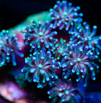 Galexea Coral LPS-MyReefToYours-Live Coral Frags