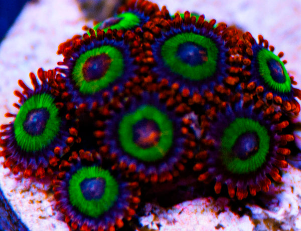 Emeralds on Fire Zoas Zoanthids-MyReefToYours-Live Coral Frags
