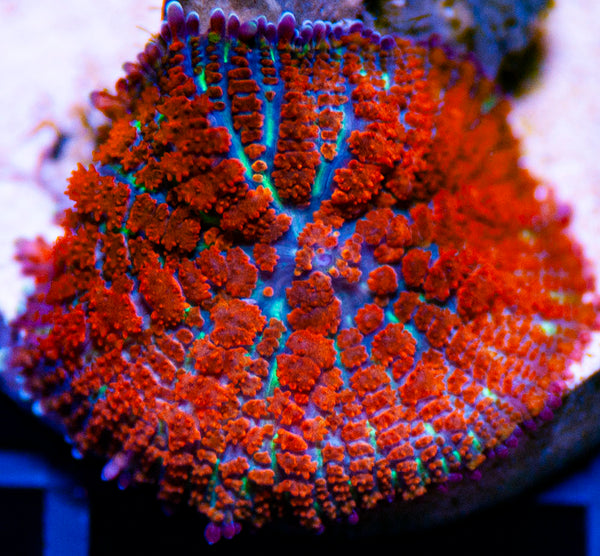 Red Dragon Mushroom-MyReefToYours-Live Coral Frags