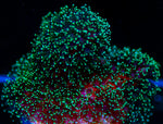 Green Pocillopora SPS Acro-MyReefToYours-Live Coral Frags
