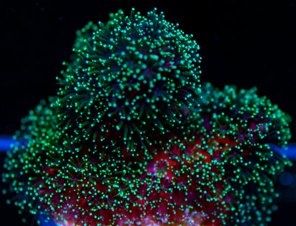 Green Pocillopora SPS Acro-MyReefToYours-Live Coral Frags