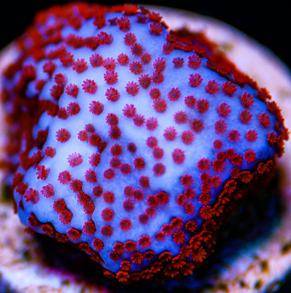 Superman Monti SPS-MyReefToYours-Live Coral Frags