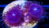 Aphrodite Palys Zoanthids-MyReefToYours-Live Coral Frags