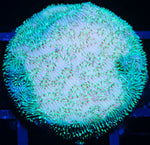 Green Pavona SPS-MyReefToYours-Live Coral Frags