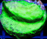Neon Green Lepto LPS-MyReefToYours-Live Coral Frags