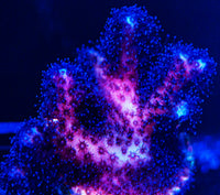 Purple Pocillopora SPS Acro-MyReefToYours-Live Coral Frags