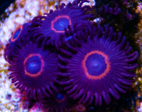 My Heart Zoas Zoanthids-MyReefToYours-Live Coral Frags