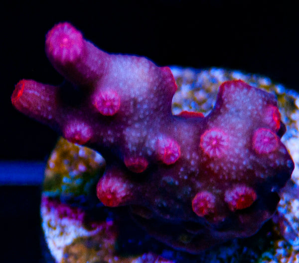 Branching Cyphastrea-MyReefToYours-Live Coral Frags